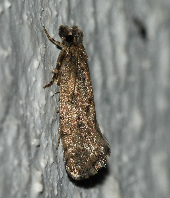 Gelechiidae spec. seen on Crete on 26-09-2012